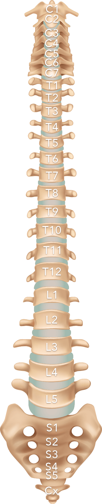 Spine