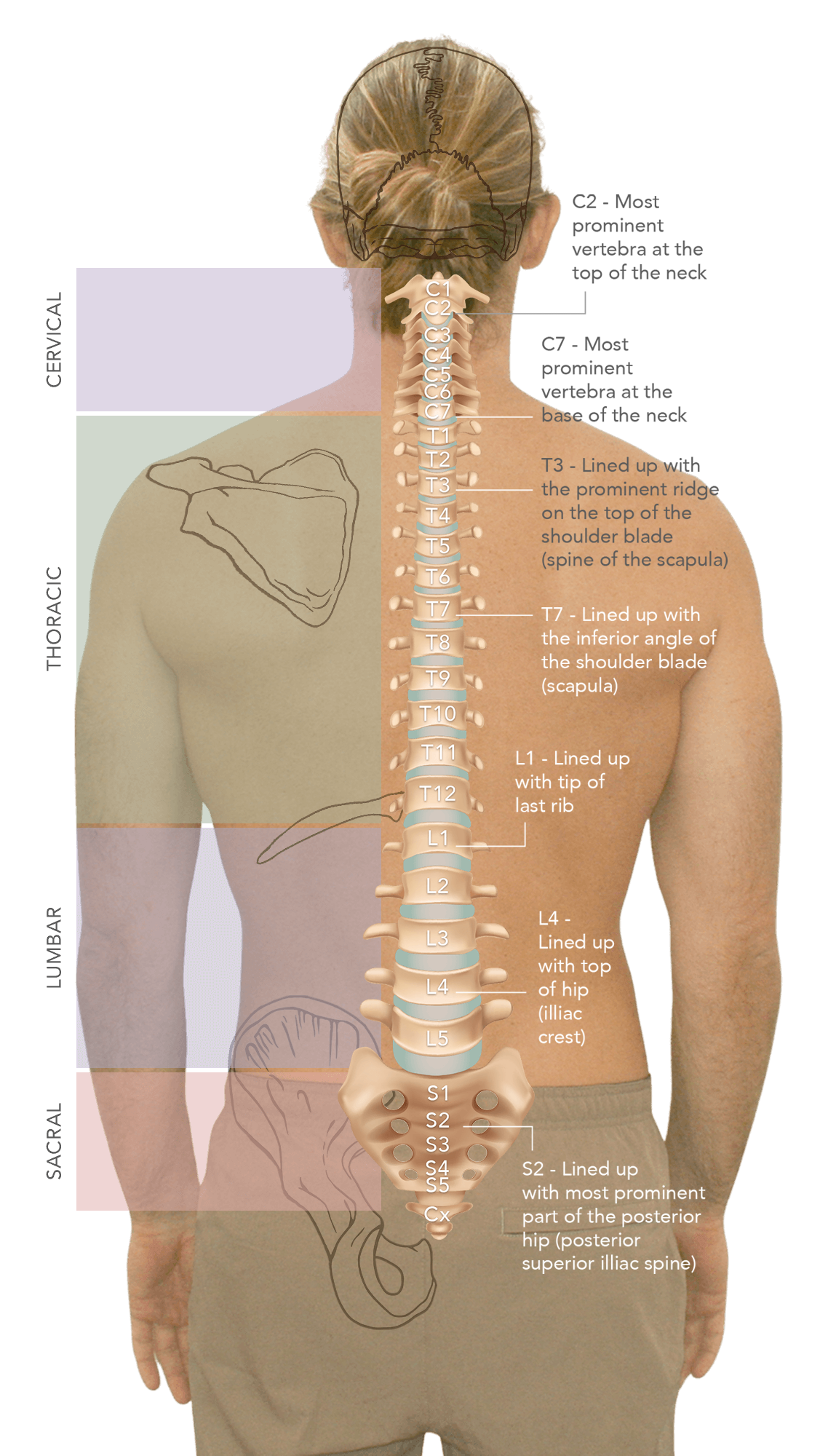 Spine map
